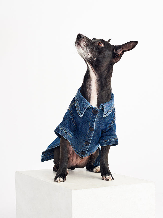 Fido Canine Trucker | Puppy Breath