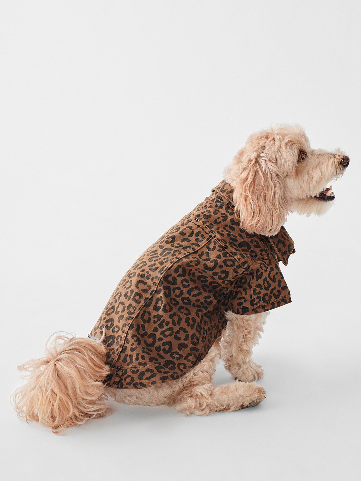 Fido Canine Trucker | Cat-Dog