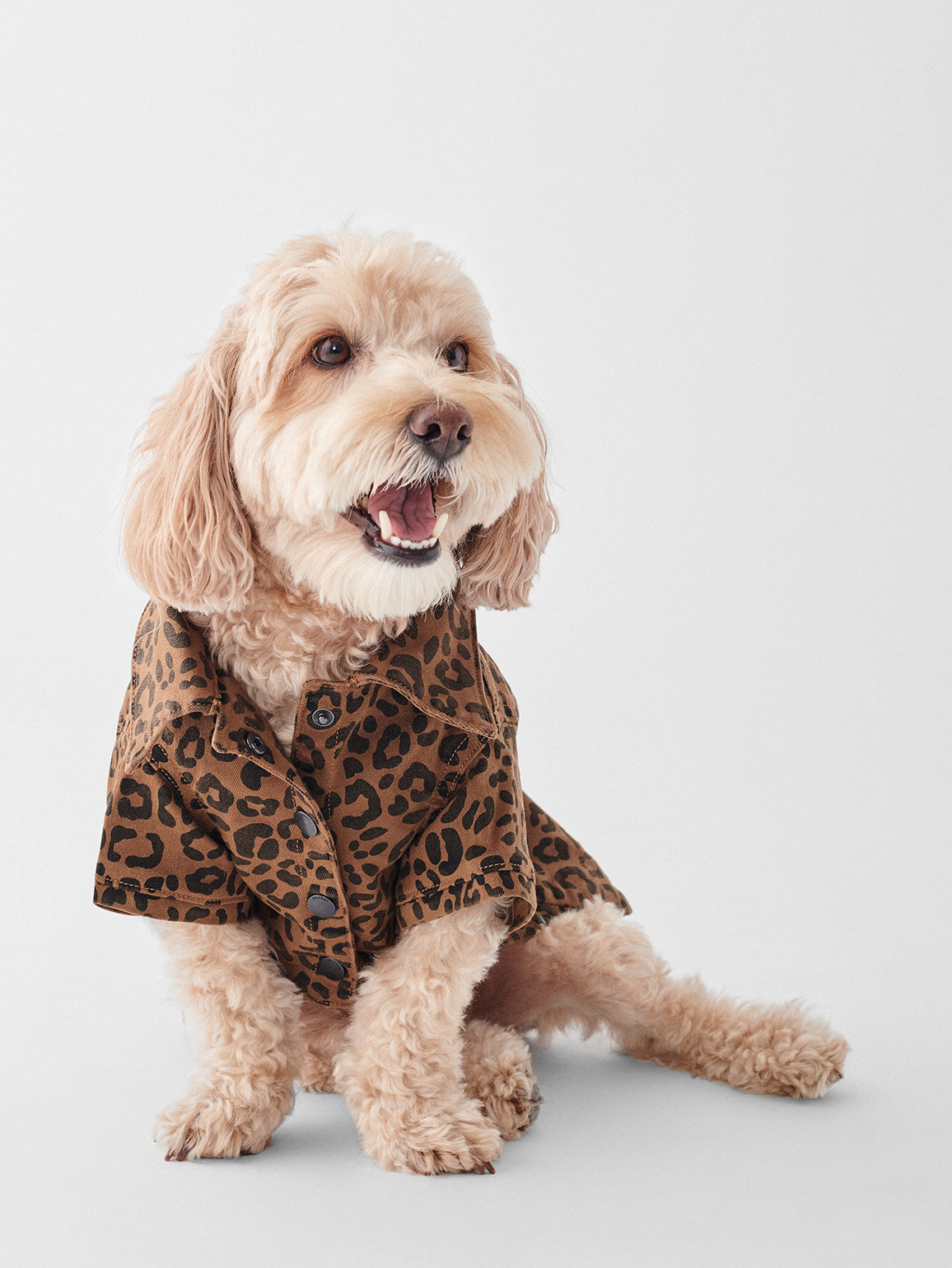 Fido Canine Trucker | Cat-Dog