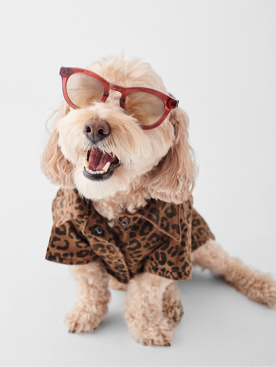 Fido Canine Trucker | Cat-Dog