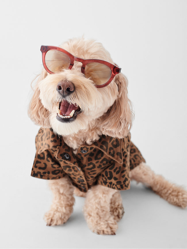 Fido Canine Trucker | Cat-Dog